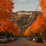 Hollywood in November